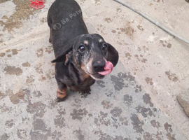 Male silver dapple dachshund