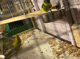 2 pair kaks for sale or swap for other birds