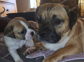 Gorgeous Jug Puppies - ONE PUP LEFT!