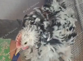 Tame Frizzle millefleur chickens x2