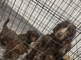 Here we have three stunning cockapoo pups