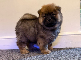 KC registered adorable chow chow puppies