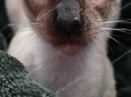Male siamese