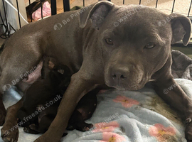 LAST PUPPY AVAILABLE!! KC Registered Pedigree Staffordshire Bull Terrier puppy