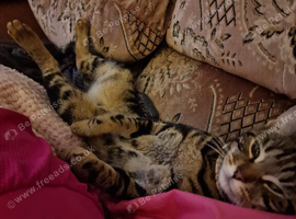 Bengal cross female