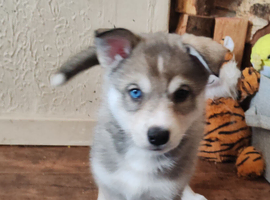 Stunning Siberian Husky Puppies