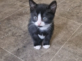 Three 9-week old kittens for sale