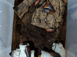 Madagascar hissing cockroaches