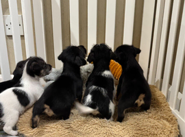 Norfolk Terrier x Jack Russell puppies