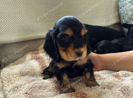 Show type cocker spaniels
