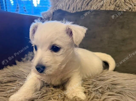 Beautiful Raised Highland Terrier Pups Available