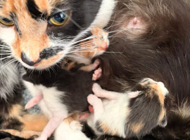 6 Beautiful Kittens