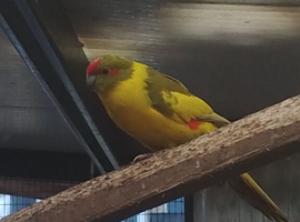 Kakariki