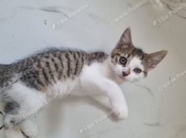 Female lovely kitten