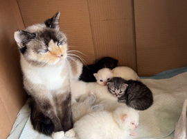 4 Himalayan X Chinchilla Persian Kittens Looking for a home