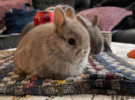 NEW Netherland Dwarf purebred baby Rabbits