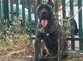 Presa canario