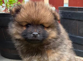 Home raised pomeranian puppies