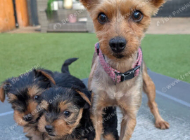 Pure Yorkshire Terrier Puppies
