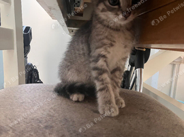 Beautiful silver tabby kittens ready for forever homes!