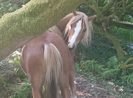 Registered Section A 2 year old Filly