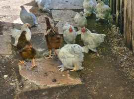 Young lilac peeking chickens