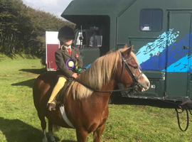 Welsh sec A gelding for loan