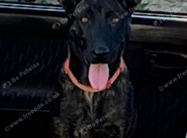 9 month old girl