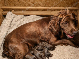Beautiful Sproodle Puppies
