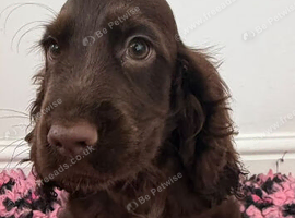 Handsome Chocolate Show Cocker