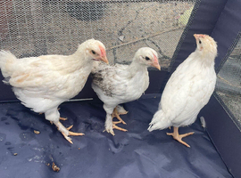 4 week old chicks