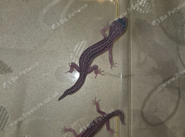 3 baby leopard geckos