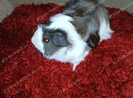 3 month old fluffy guinea pig