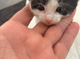 4 kittens for sale