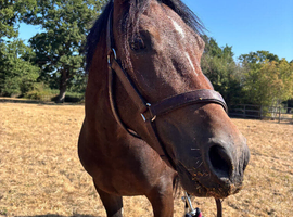 2 year old welsh d filly