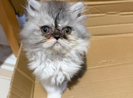 Pedigree Persian kitten ready now
