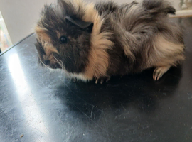Female guinea pig
