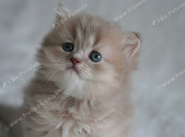 Munchkin kittens