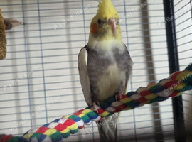 12 weeks old male cockatiel