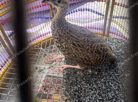Male Kala teetar chick for sale