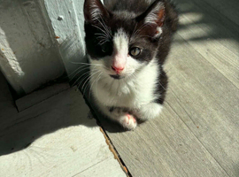 Kitten