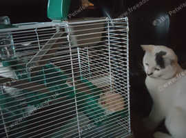 Cage for hamster
