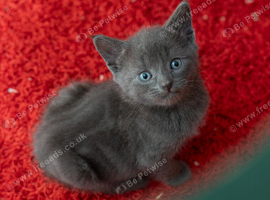 Russian Blue Cross Boy Kitten &ndash; Trevor