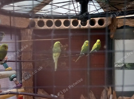 Baby budgies 10 week old