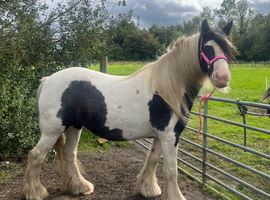 Gorgeous chunky cob