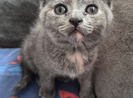 British shorthair X domestic