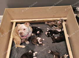 Beautiful old English bullys x alapaha blue blood bullys