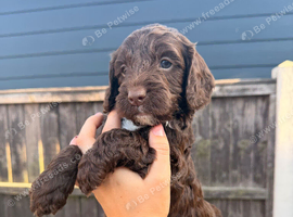 Ready to go sproodle puppies