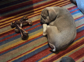 French bulldog pup