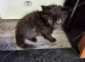 Beautiful black female kitten
